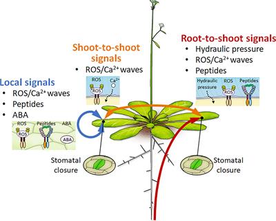 Drought Stress Responses and Resistance in Plants: From Cellular Responses to Long-Distance Intercellular Communication